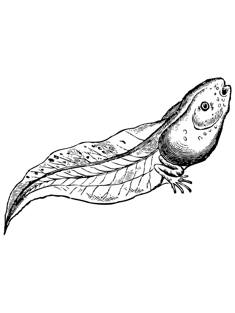 Amfibiler Boyama