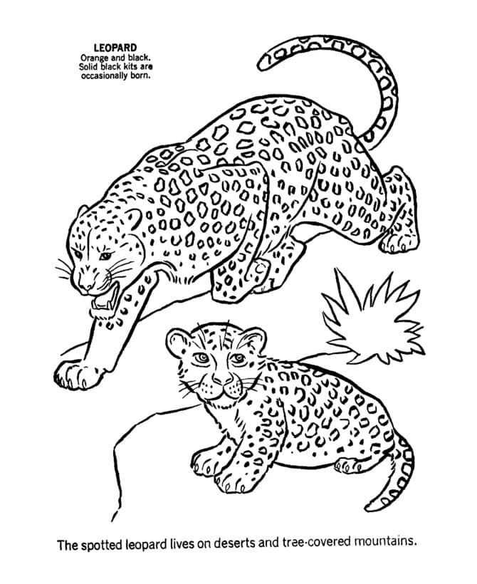Leopar boyama sayfası – basit çizim, kolay boyama
