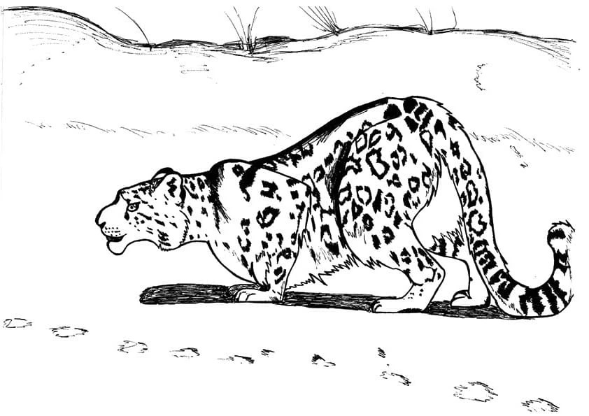 Leopar boyama sayfası – boyama çalışması, yaratıcılığı geliştirir