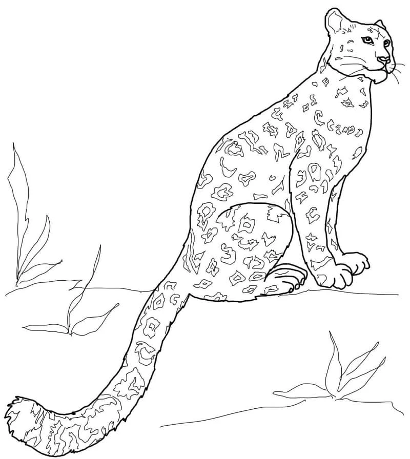Leopar boyama sayfası – renkli çizimler, okul öncesi