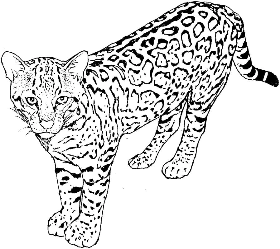Leopar boyama sayfası – yaratıcılığı geliştirir, keyifli zaman