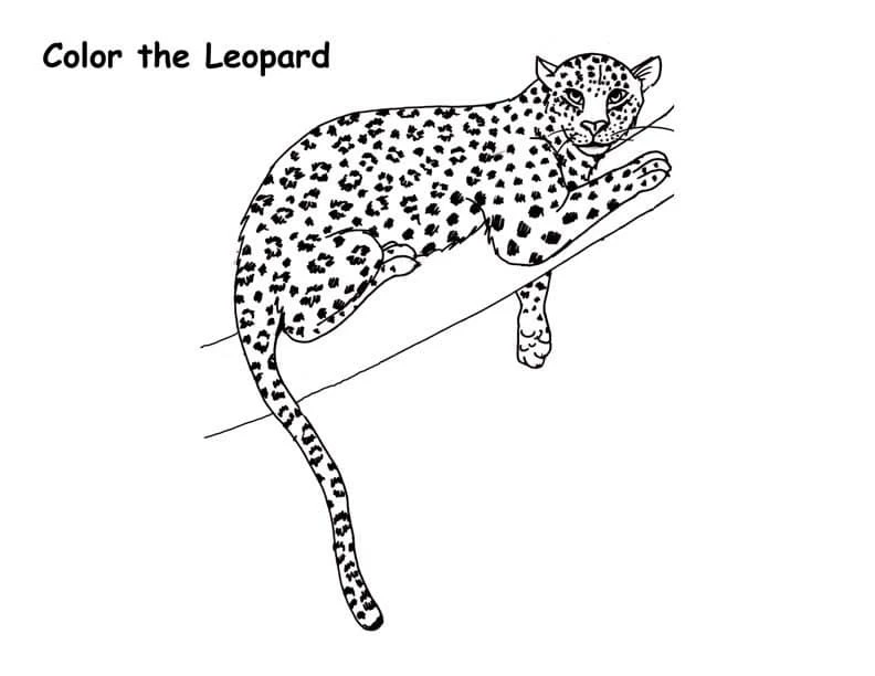Leopar boyama sayfası – keyifli zaman, renkli çizimler