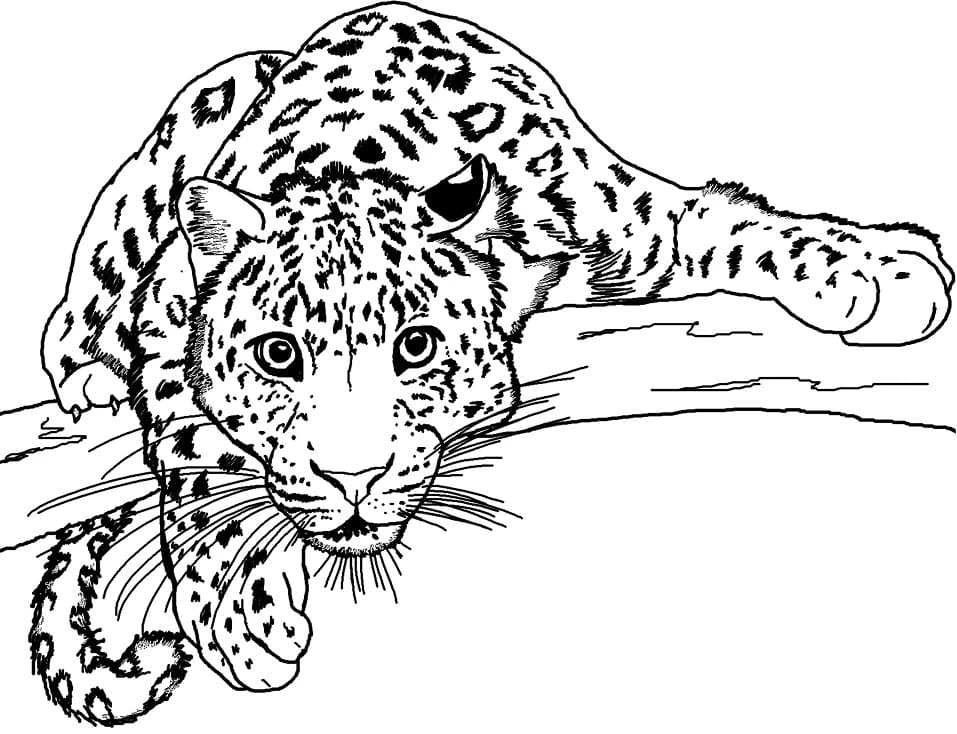 Leopar boyama sayfası – çocuk aktivitesi, PDF indir