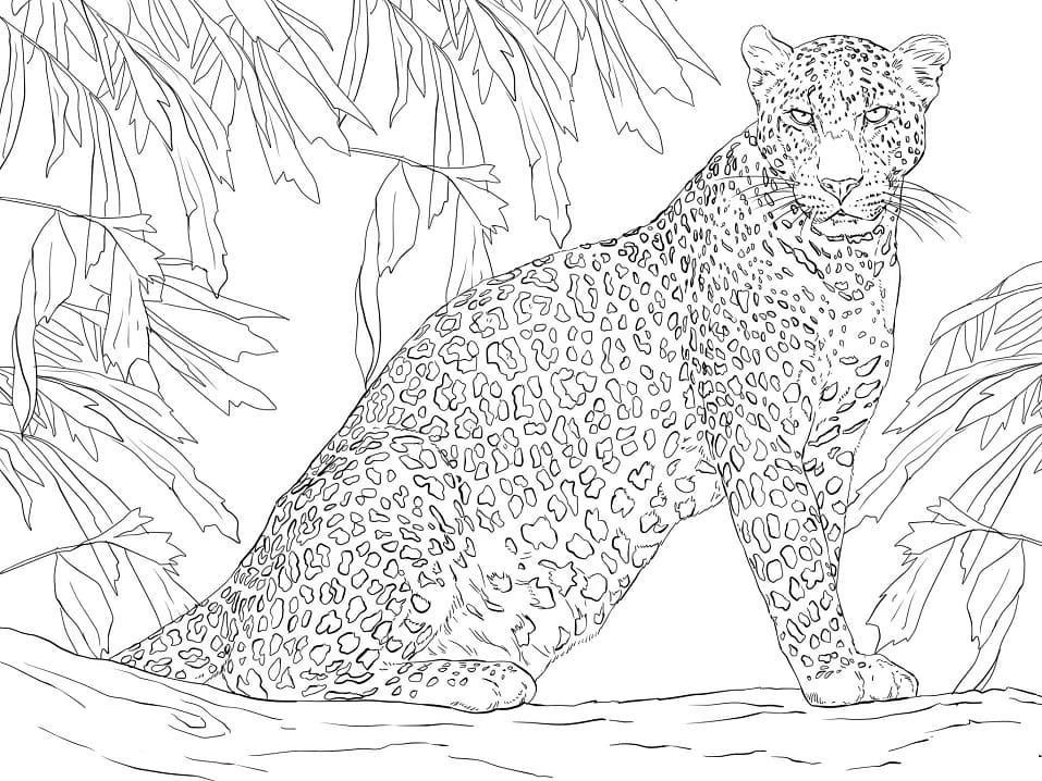 Leopar boyama sayfası – ücretsiz yazdır, boyama etkinliği