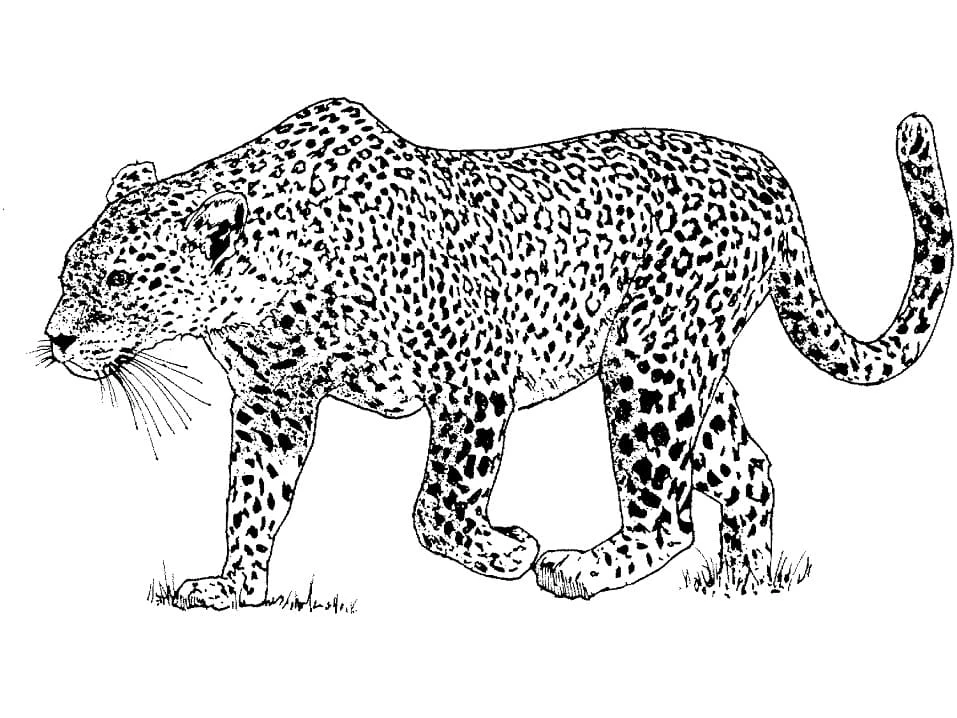 Leopar boyama sayfası – PDF indir, sevimli karakter