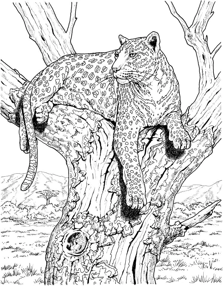 Leopar boyama sayfası – kolay boyama, eğitici aktivite
