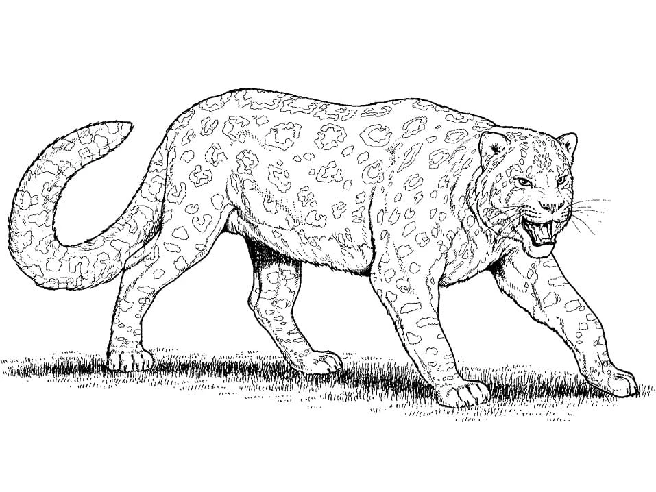 Leopar boyama sayfası – eğitici aktivite, yaratıcılık