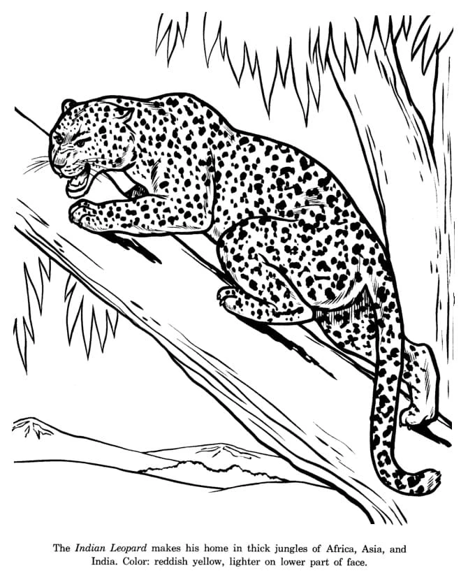 Leopar boyama sayfası – keyifli zaman, renkli çizimler