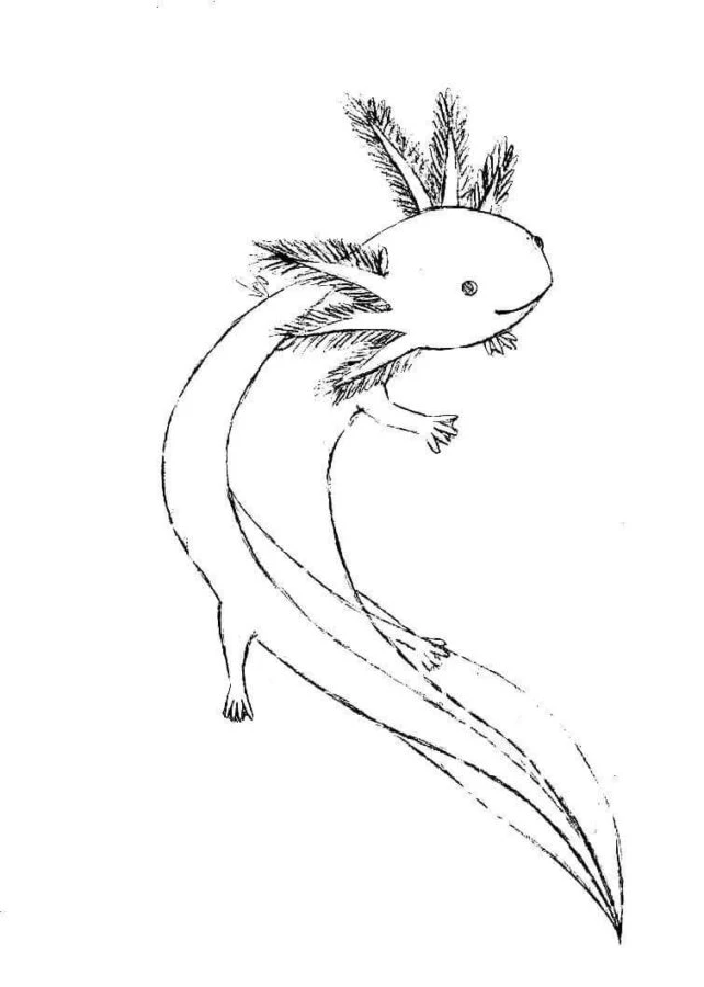 Axolotl boyama sayfası #96 – yaratıcı sanat çalışması, eğlenceli etkinlik