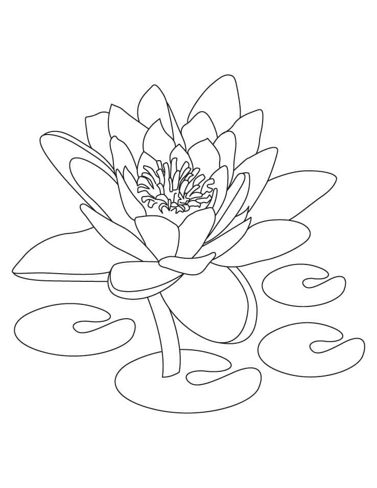 Lotus boyama sayfası – çocuk aktivitesi, PDF indir