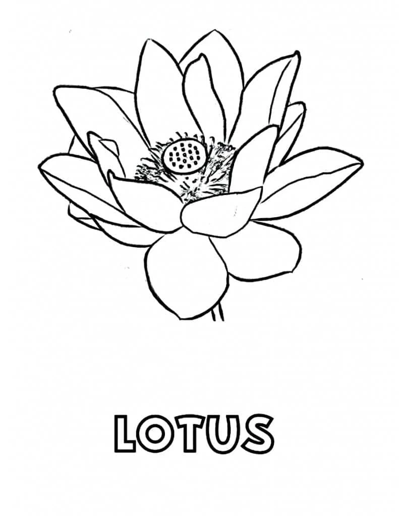 Lotus boyama sayfası – sanatsal çalışma, çocuklar için