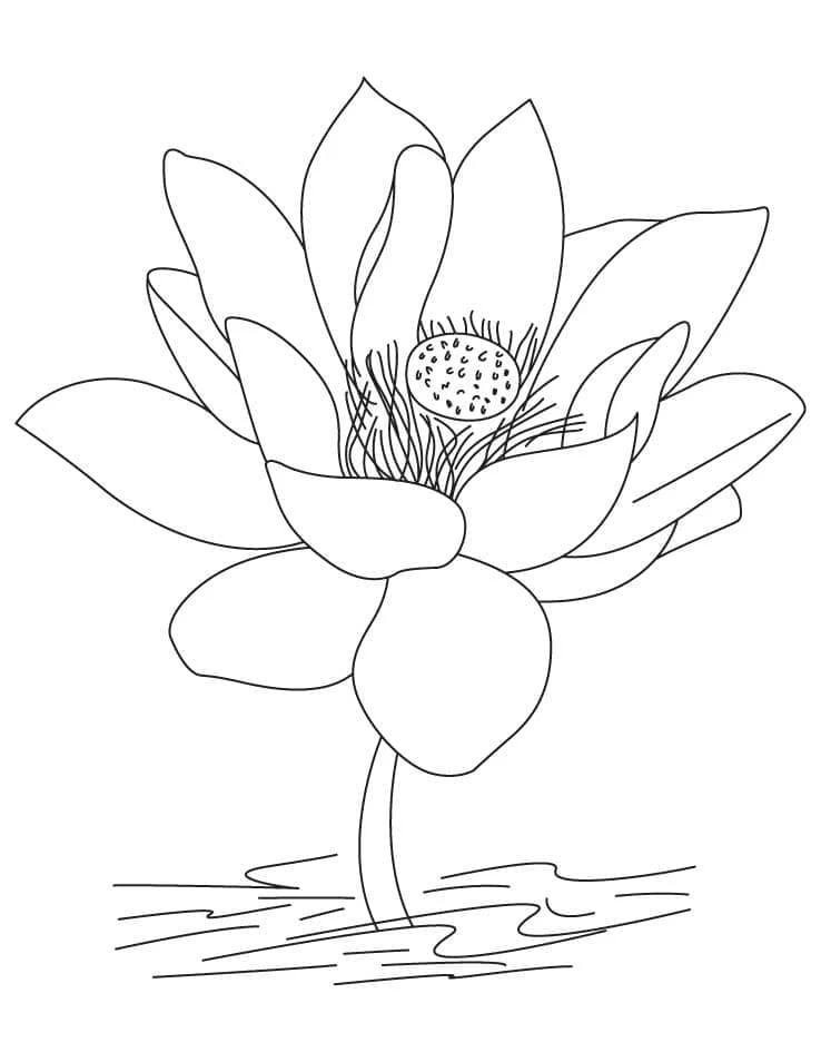 Lotus boyama sayfası – ücretsiz yazdır, boyama etkinliği