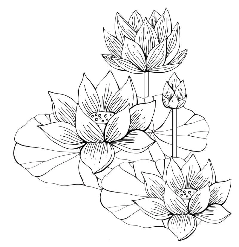Lotus boyama sayfası – boyama etkinliği, çocuk aktivitesi