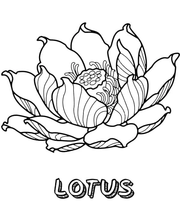 Lotus boyama sayfası – sevimli karakter, sanatsal çalışma