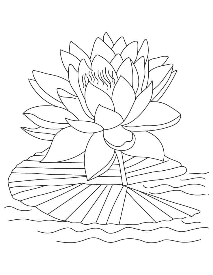 Lotus boyama sayfası – eğitici aktivite, yaratıcılık