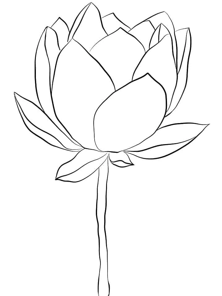Lotus boyama sayfası – keyifli zaman, renkli çizimler