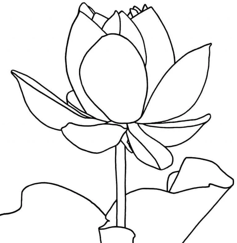 Lotus boyama sayfası – sanatsal çalışma, çocuklar için