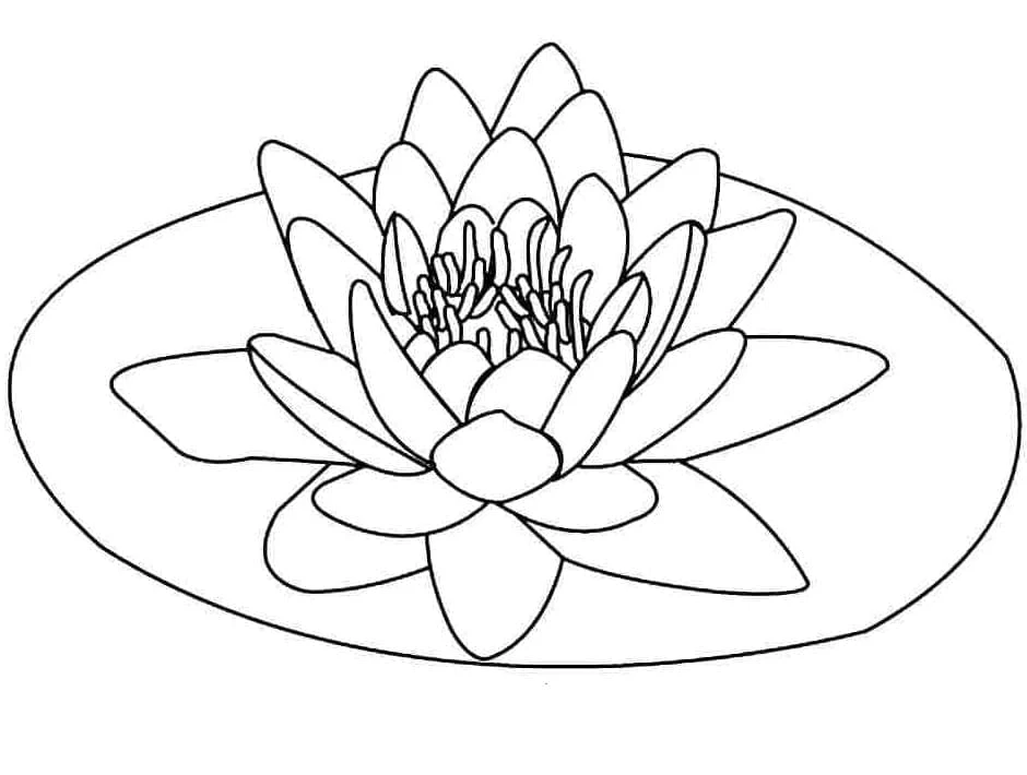Lotus boyama sayfası – boyama çalışması, yaratıcılığı geliştirir
