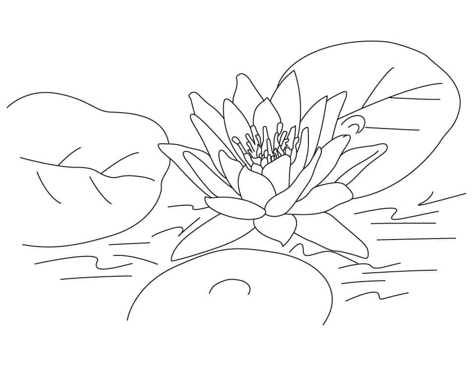 Lotus boyama sayfası – renkli çizimler, okul öncesi