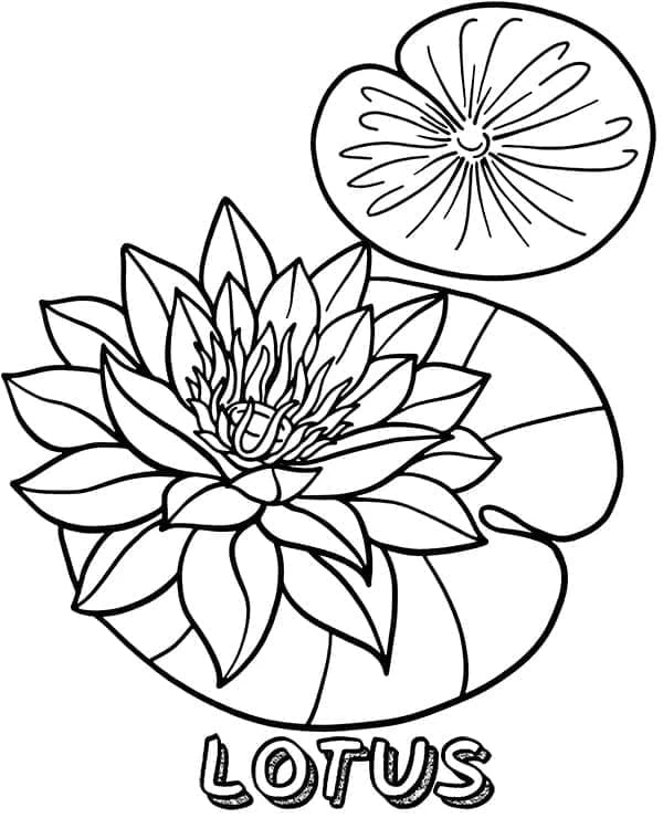 Lotus boyama sayfası – ücretsiz yazdır, boyama etkinliği