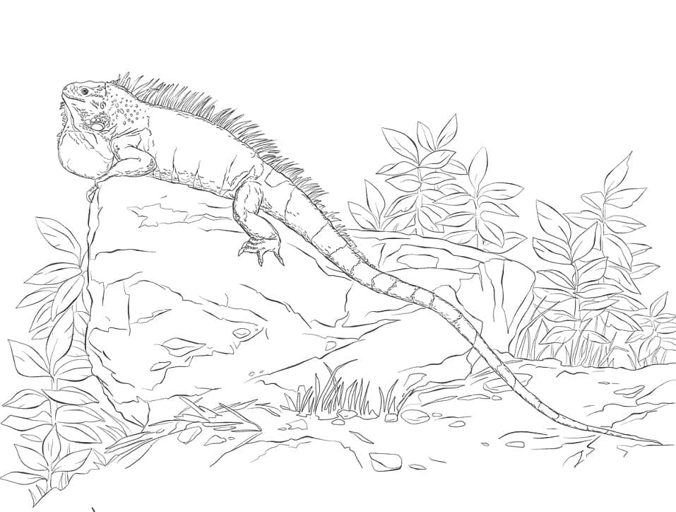 Iguana boyama sayfası – el becerilerini geliştirir, boyama çalışması
