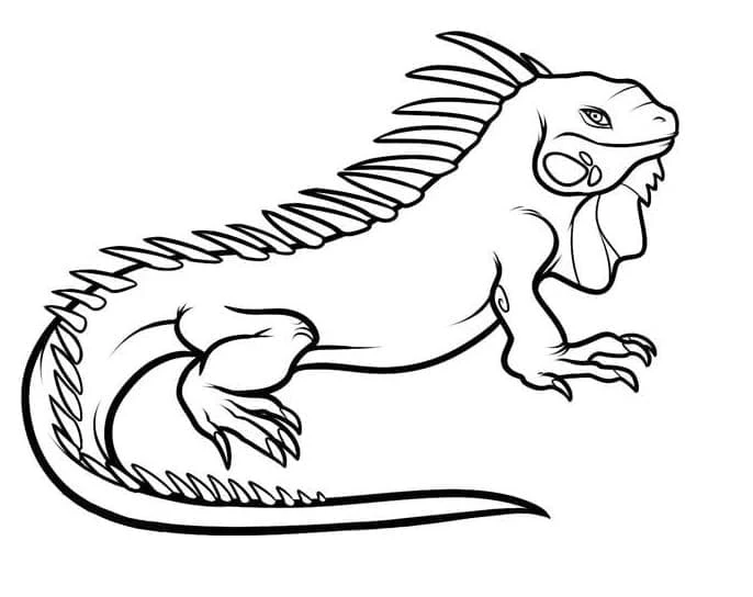 Iguana boyama sayfası – çocuk aktivitesi, PDF indir