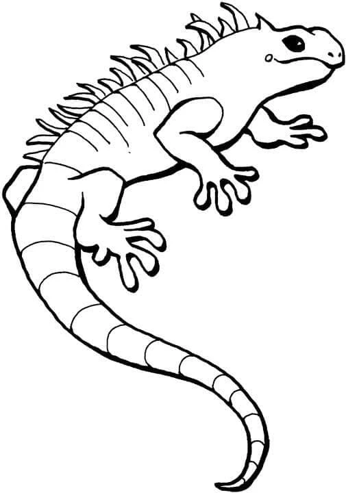 Iguana boyama sayfası – renkli çizimler, okul öncesi