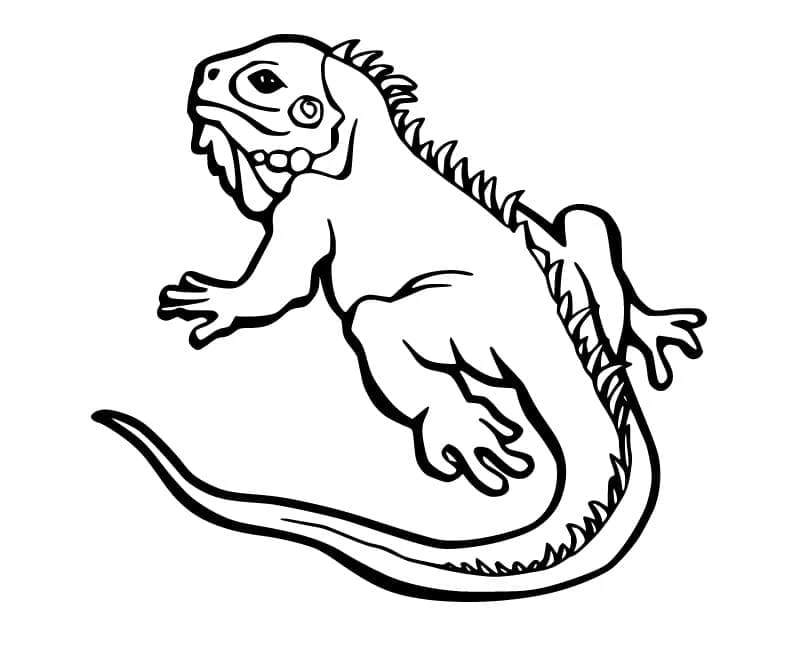 Iguana boyama sayfası – okul öncesi, evde etkinlik