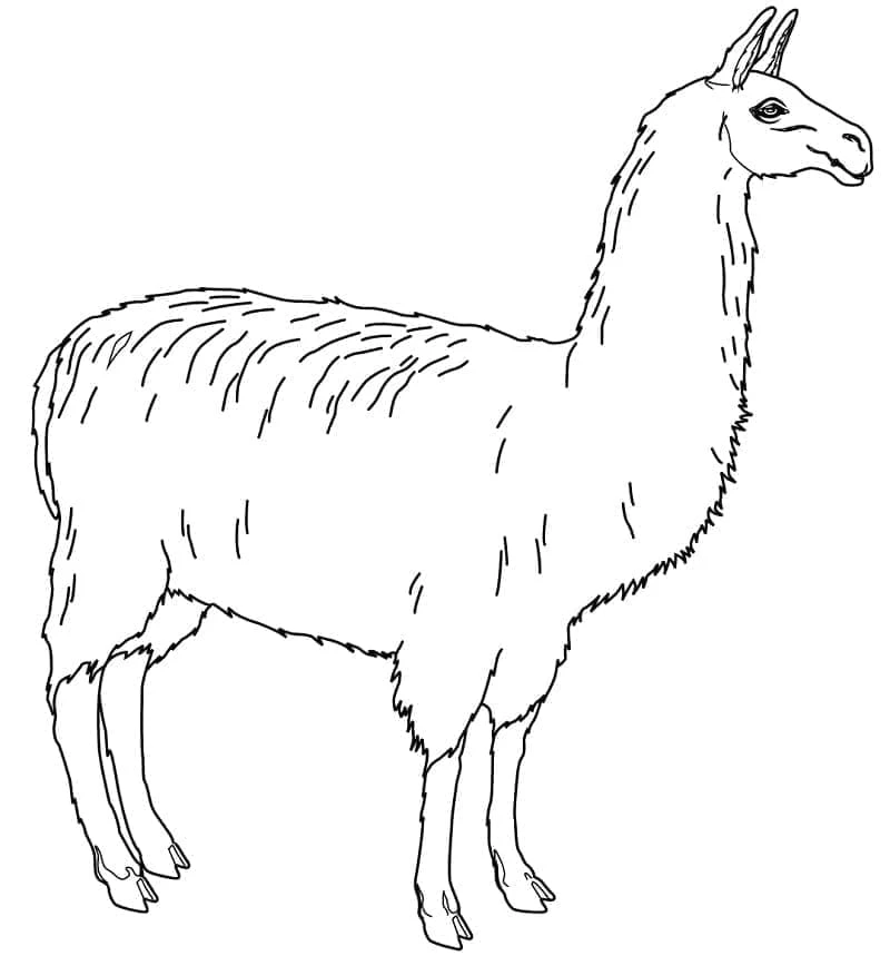 Lama boyama sayfası – ücretsiz yazdır, boyama etkinliği