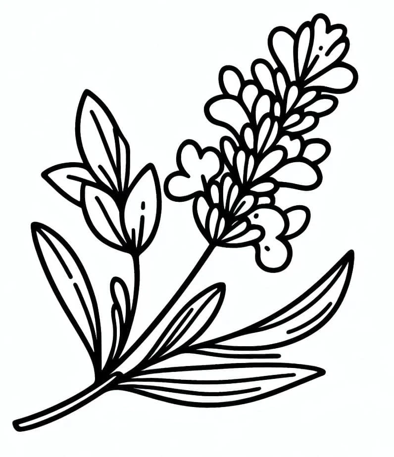 Lavanta Boyama