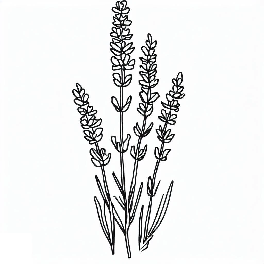 Lavanta boyama sayfası – basit çizim, kolay boyama