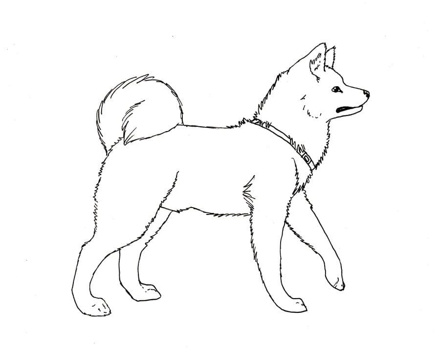 Köpek boyama sayfası #610 – renk bilgisini öğretir, günlük etkinlik önerisi