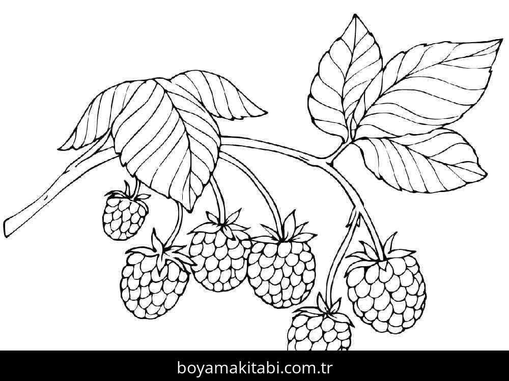 Ahududu boyama sayfası – keyifli zaman, renkli çizimler