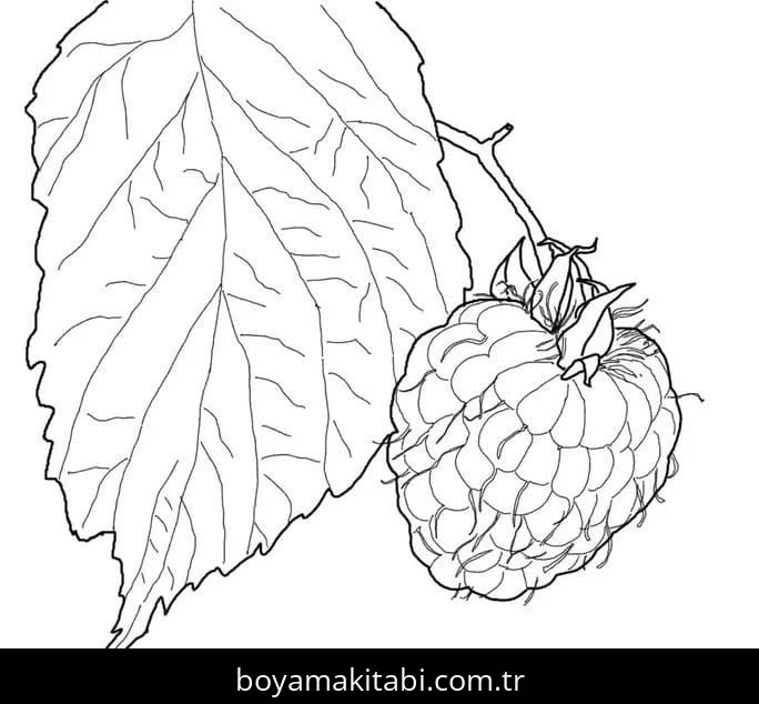 Ahududu boyama sayfası – sanatsal çalışma, çocuklar için