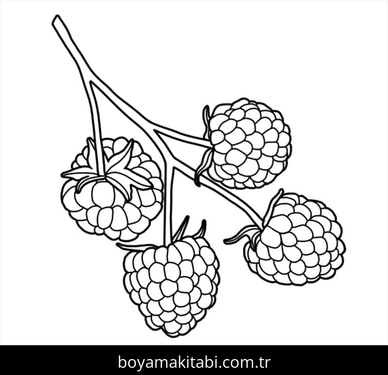 Ahududu boyama sayfası – yaratıcılık, eğlenceli etkinlik