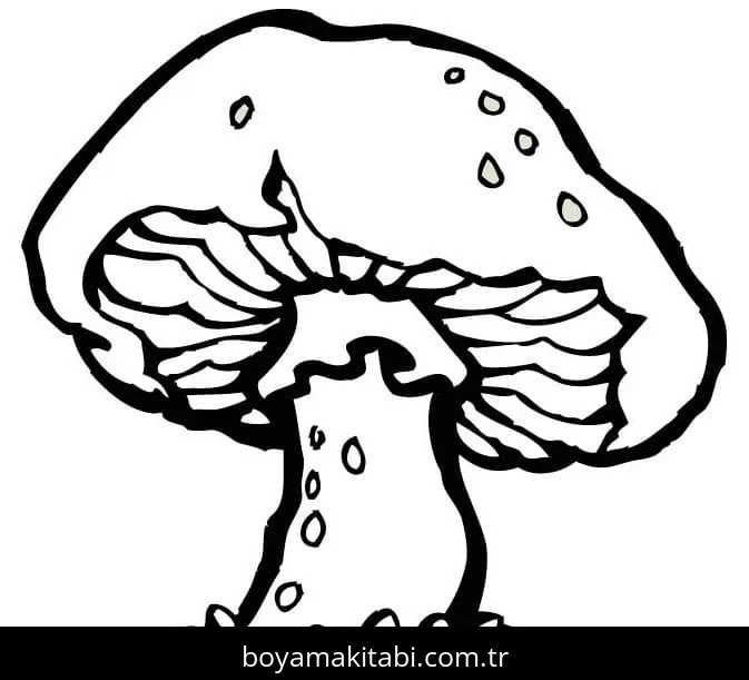 Mantar boyama sayfası – renkli çizimler, okul öncesi