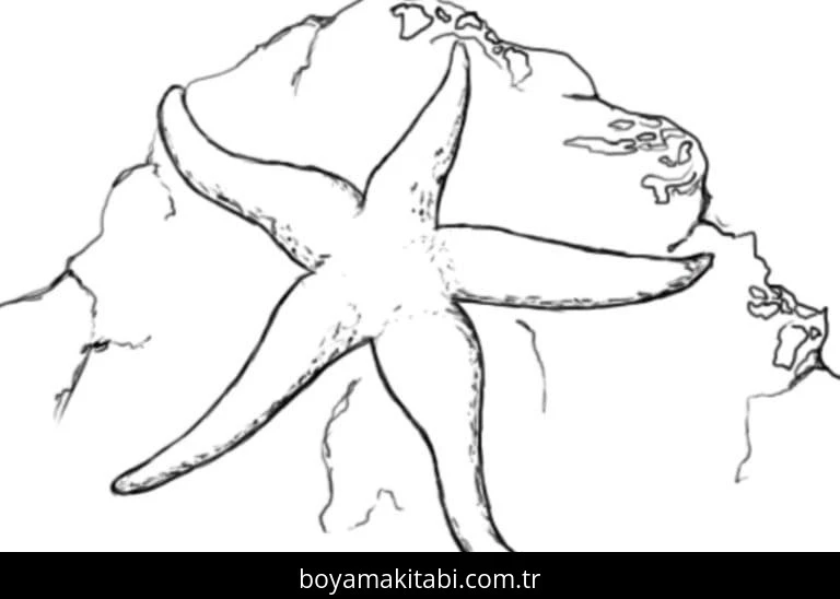 Deniz Yıldızı boyama sayfası – eğlenceli etkinlik, el becerilerini geliştirir