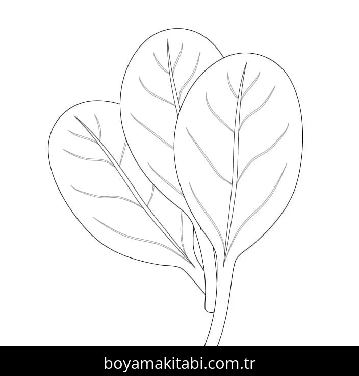 Ispanak boyama sayfası – yaratıcılığı geliştirir, keyifli zaman