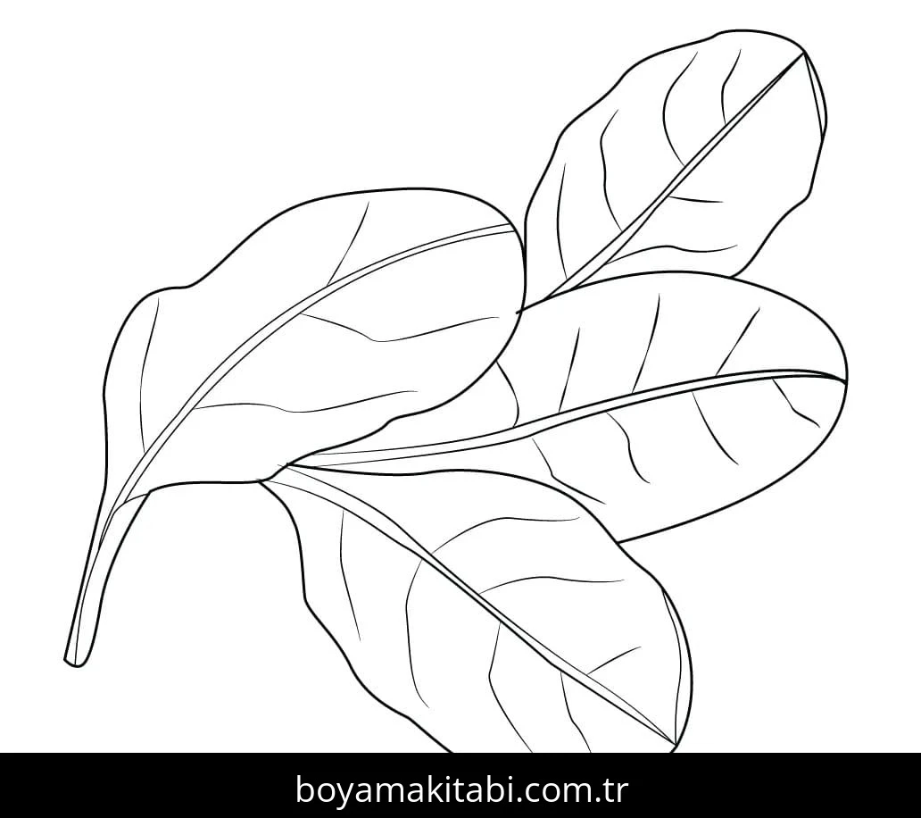 Ispanak boyama sayfası – basit çizim, kolay boyama