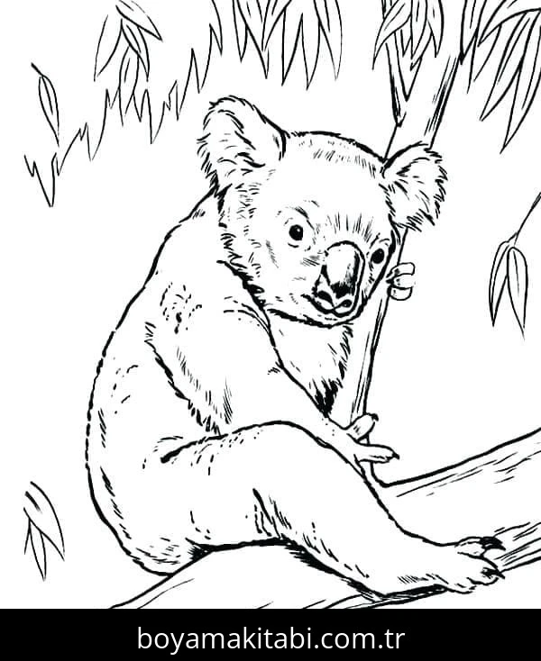 Koala boyama sayfası – çocuk aktivitesi, PDF indir