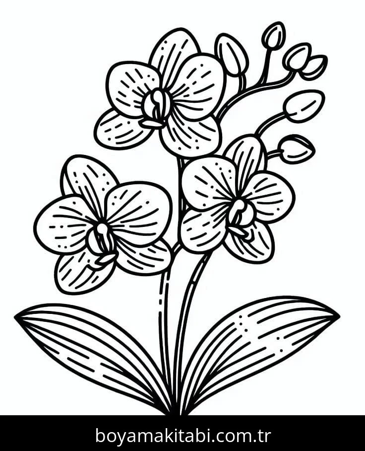 Orkide boyama sayfası – çocuk aktivitesi, PDF indir