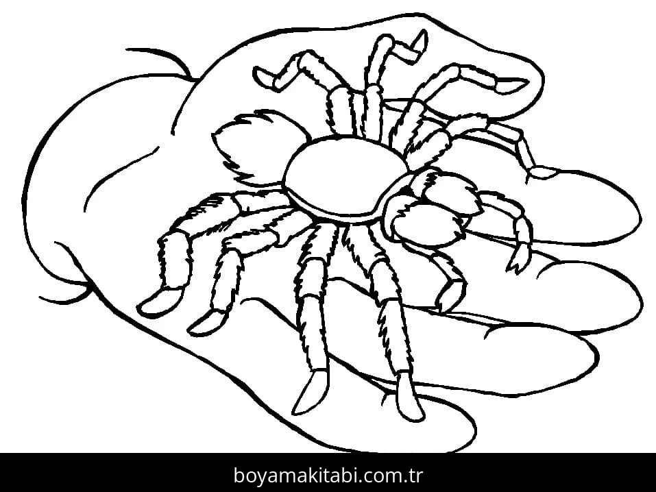 Örümcek boyama sayfası – keyifli zaman, renkli çizimler