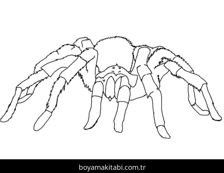 Örümcek boyama sayfası – yaratıcılık, eğlenceli etkinlik