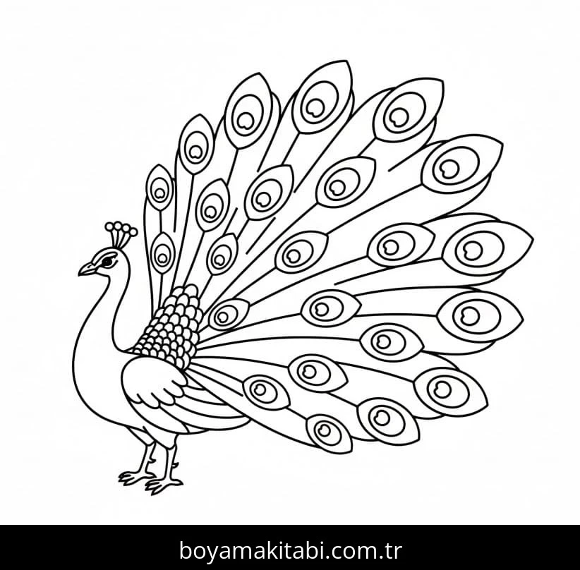 Tavus Kuşu boyama sayfası – ücretsiz yazdır, boyama etkinliği