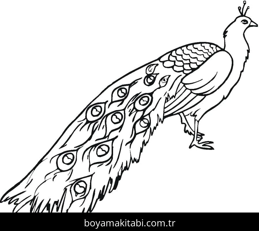 Tavus Kuşu boyama sayfası – yaratıcılık, eğlenceli etkinlik