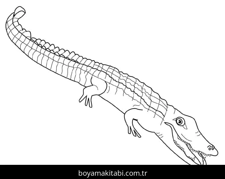 Timsah boyama sayfası – kolay boyama, eğitici aktivite