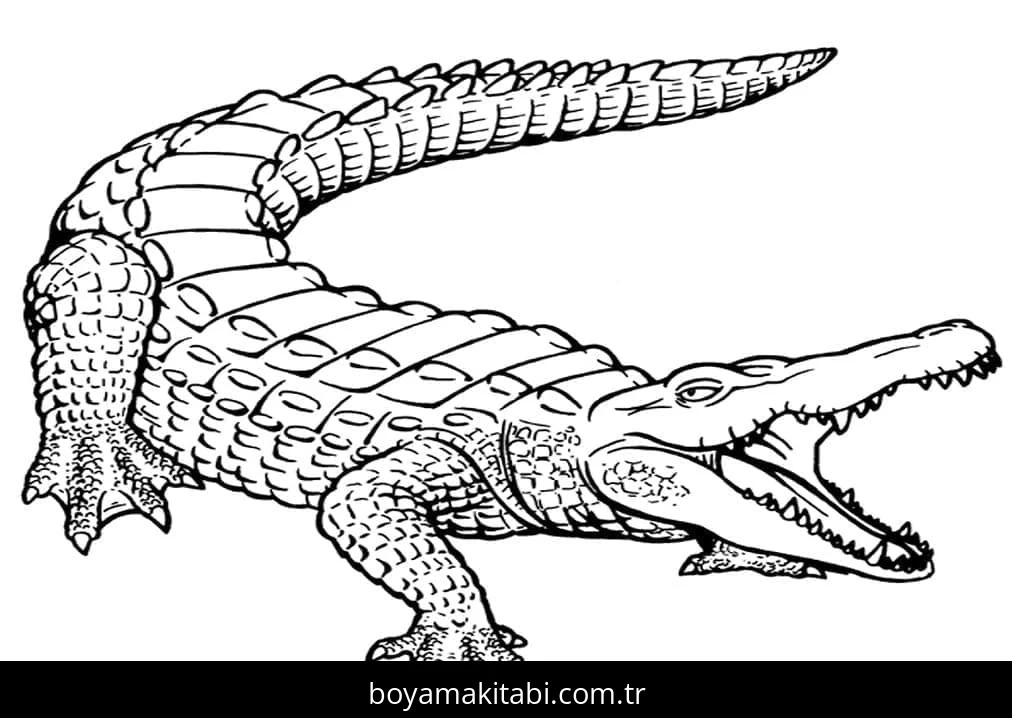 Timsah boyama sayfası – keyifli zaman, renkli çizimler