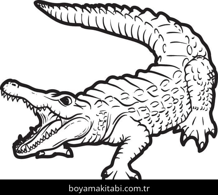 Timsah boyama sayfası – sanatsal çalışma, çocuklar için