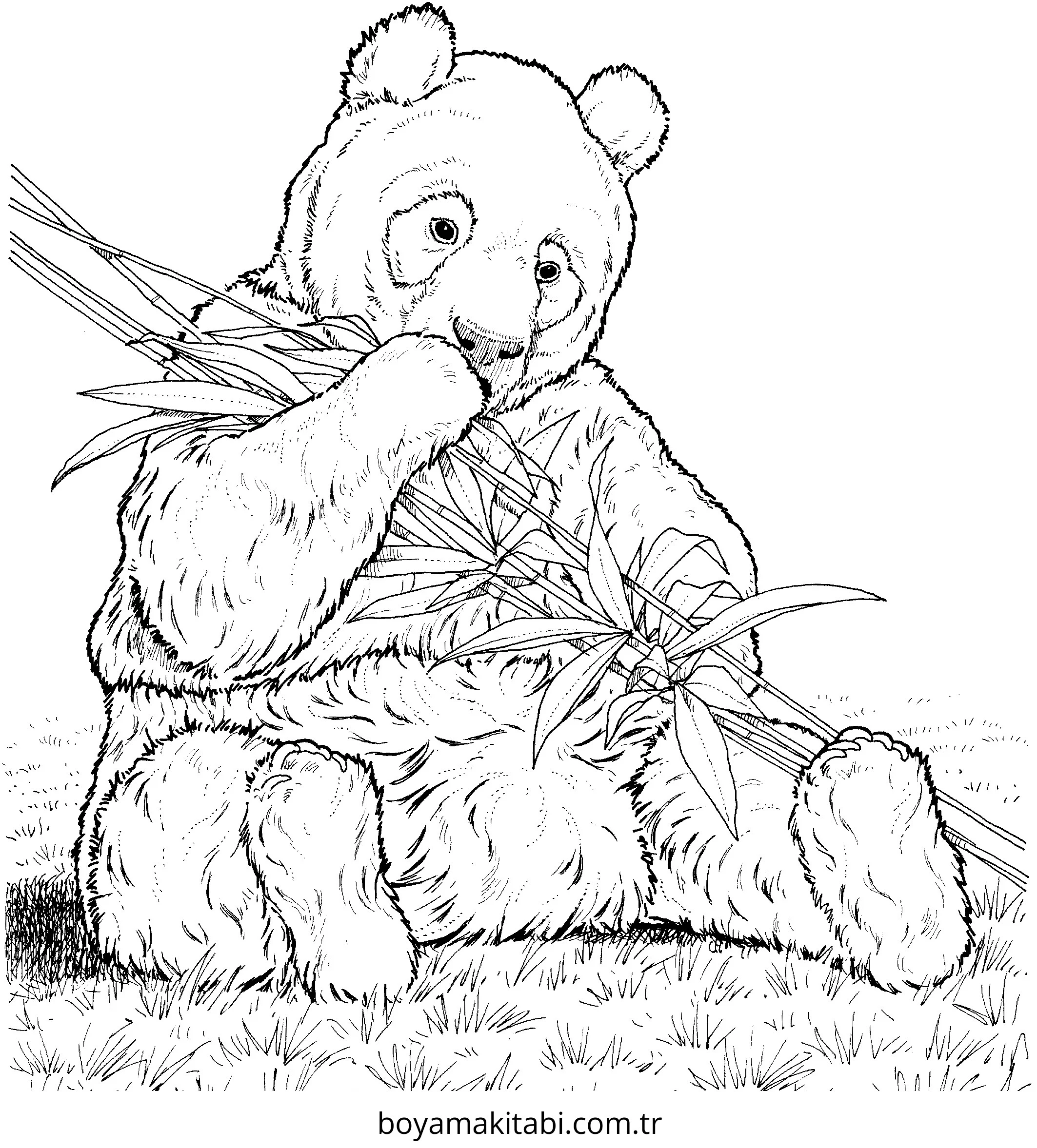 Panda boyama sayfası – çizgi film temalı, basit çizim