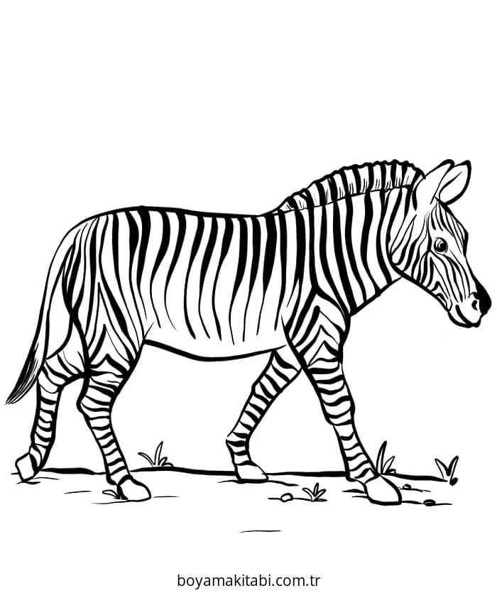 Zebra boyama sayfası – çocuk aktivitesi, PDF indir